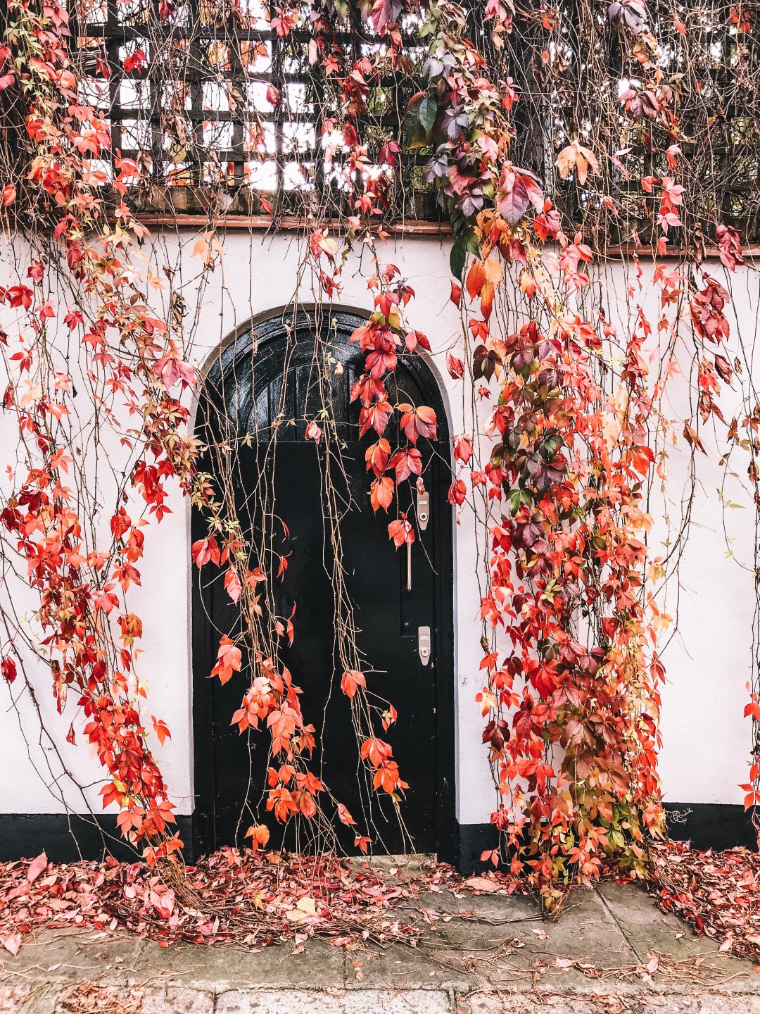 Autumn colours in London